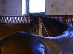 German country girl fucked in stable